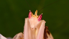 Orchideenmantis (2).jpg